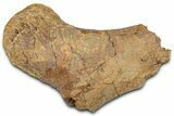 Fossil Dinosaur Bone Section - Wyoming #331021-1